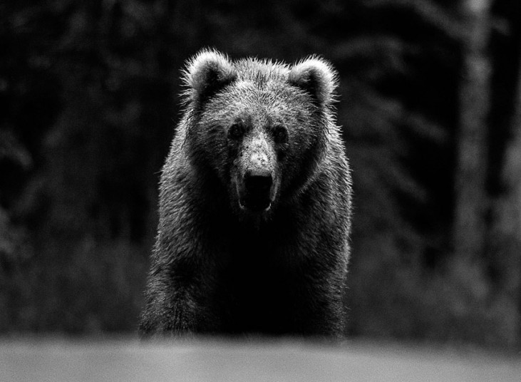 大卫耶罗(David Yarrow)是一名47岁自学成才的野生动物摄影师,他前往地球上一些最偏僻的地区旅行并拍摄精美的作品,最近他出版了自己的摄影集《遇见》(Encounter)。以下便是收入这本影集的部分作品:一只黑猩猩