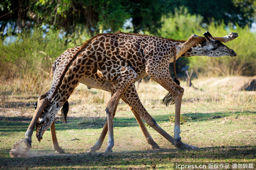 雄狮打架_雄狮打架视频_非洲雄狮打架 | 知客分