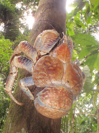 法布雷加斯转会