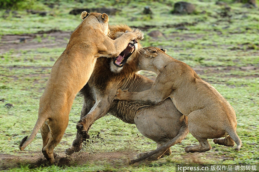 卫冕-乐鱼app(leyu)官方网站-乐鱼官网