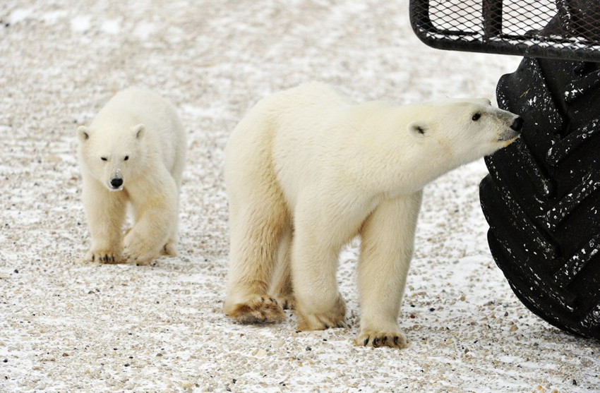 加拿大北极熊难忍饥饿 舔舐车底油脂充饥 - 不