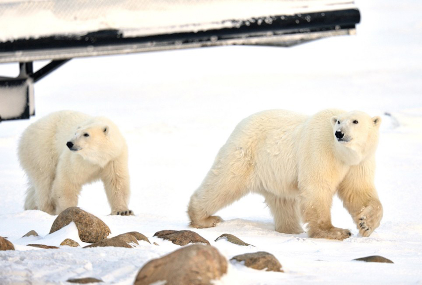 加拿大北极熊难忍饥饿 舔舐车底油脂充饥 - 不