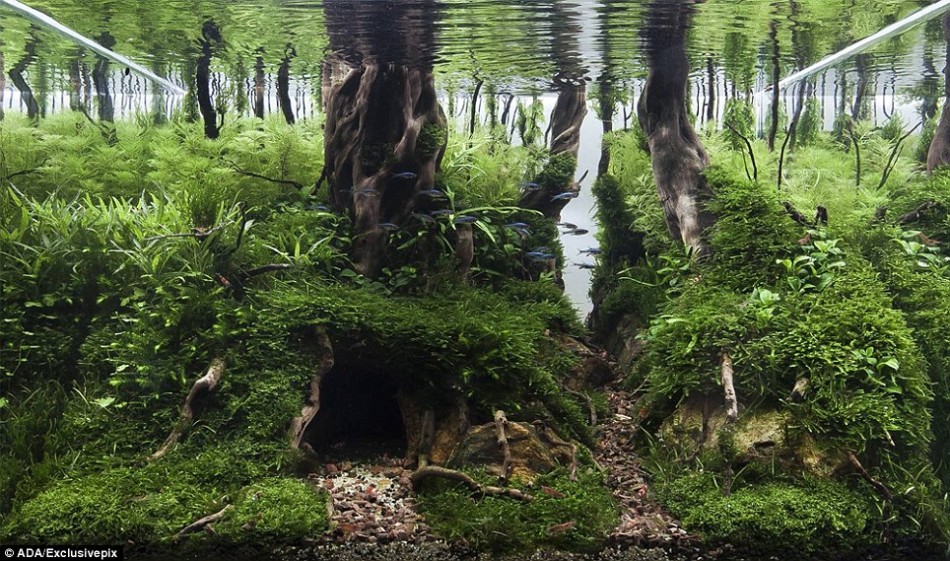 小水缸里的大世界:水下造奇景美不胜收 - 极美炫图 | Picture - TechWeb-极客社区