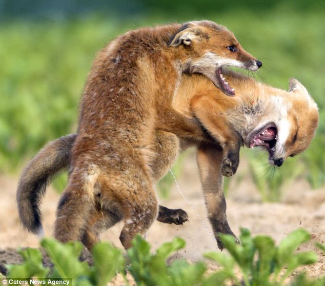 斯通斯-乐鱼app(leyu)官方网站-乐鱼官网