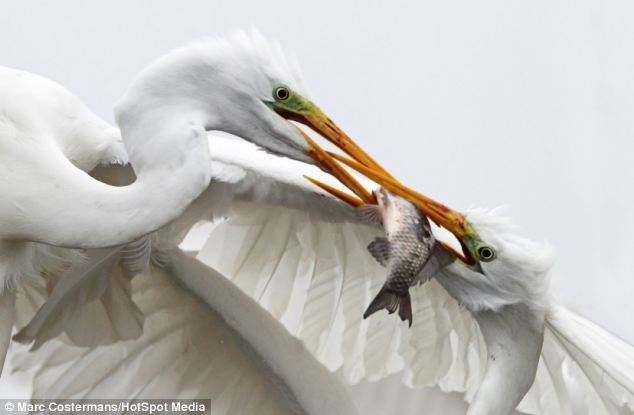 科比帽詹姆斯-乐鱼app(leyu)官方网站-乐鱼官网