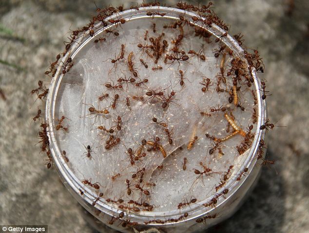 探访印尼蚂蚁卵养殖场