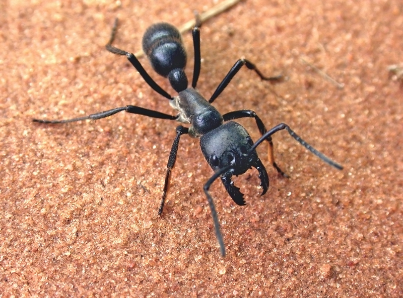 南美发现食肉性巨型热带蚁：长28毫米数量庞大