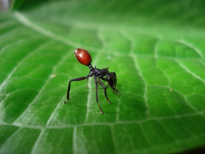 勇敢蚂蚁造型奇特:会滑翔头当盾牌用(3)