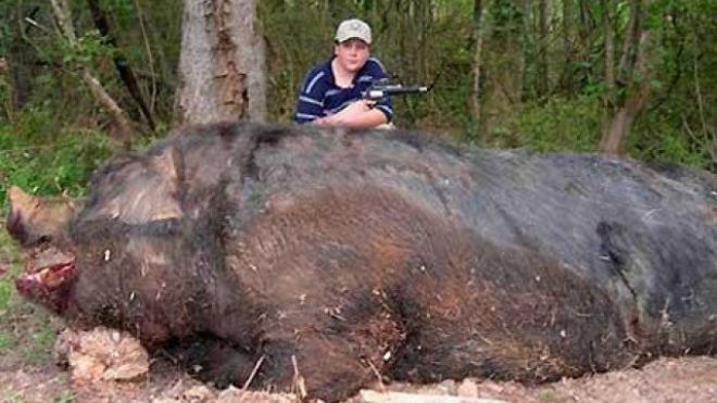 自然界中27种最大的动物：男孩射杀950斤野猪