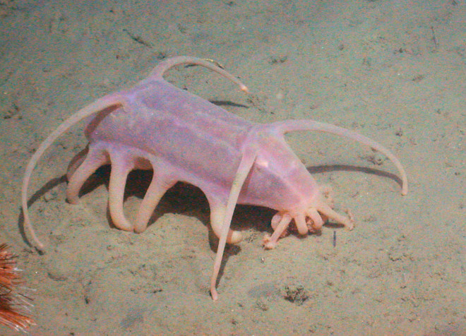 关于“海猪”的10个有趣事实：名称恰如其分