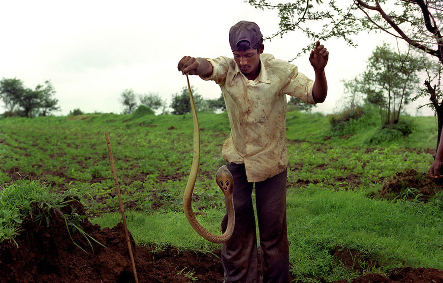 捕蛇者说:印度蛇人不会捕蛇不能结婚