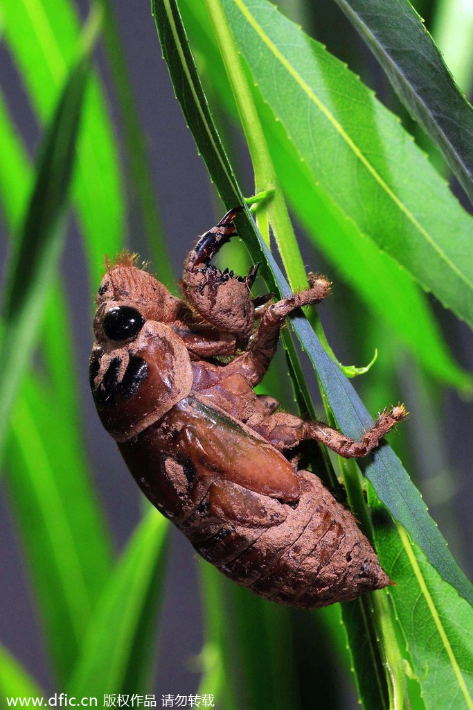 实拍金蝉脱壳全过程:生物奇妙的演变过程