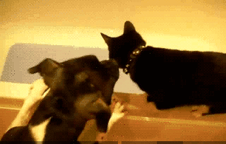 日本球迷吐槽-九游体育(JIUYOU)官方网站-APP下载官网入口