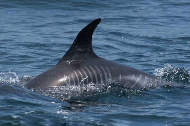 耶拉维奇-爱游戏APP（中国）官方网站下载_AIYOUXI体育