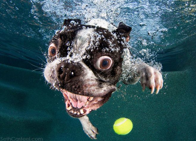 dogs in water grinning dogs in water chinadaily forum dogs in water grinning dogs in water chinadaily forum