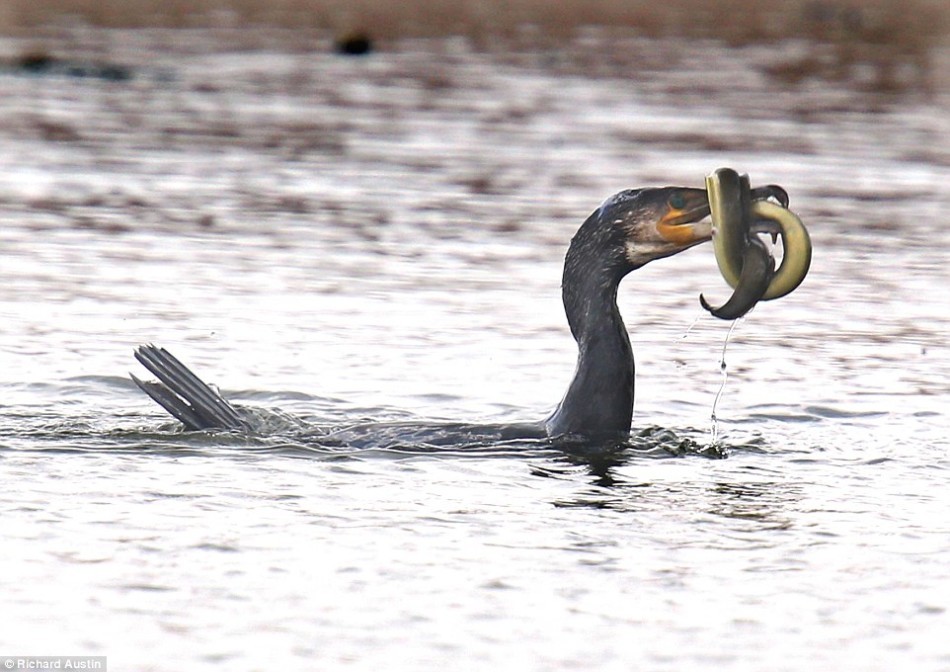 广州恒大足球-乐鱼app(leyu)官方网站-乐鱼官网