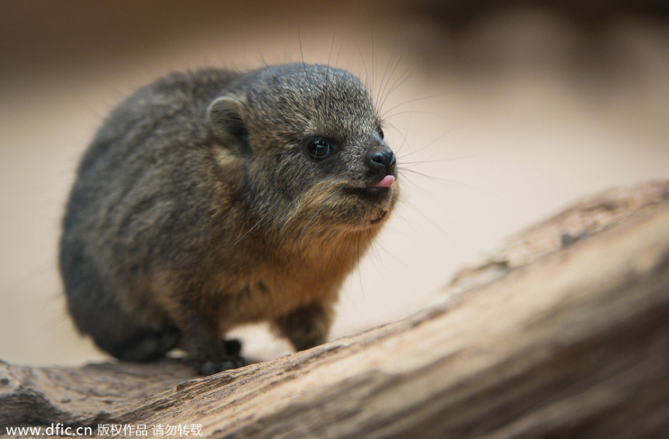 瓜迪奥拉和穆里尼奥