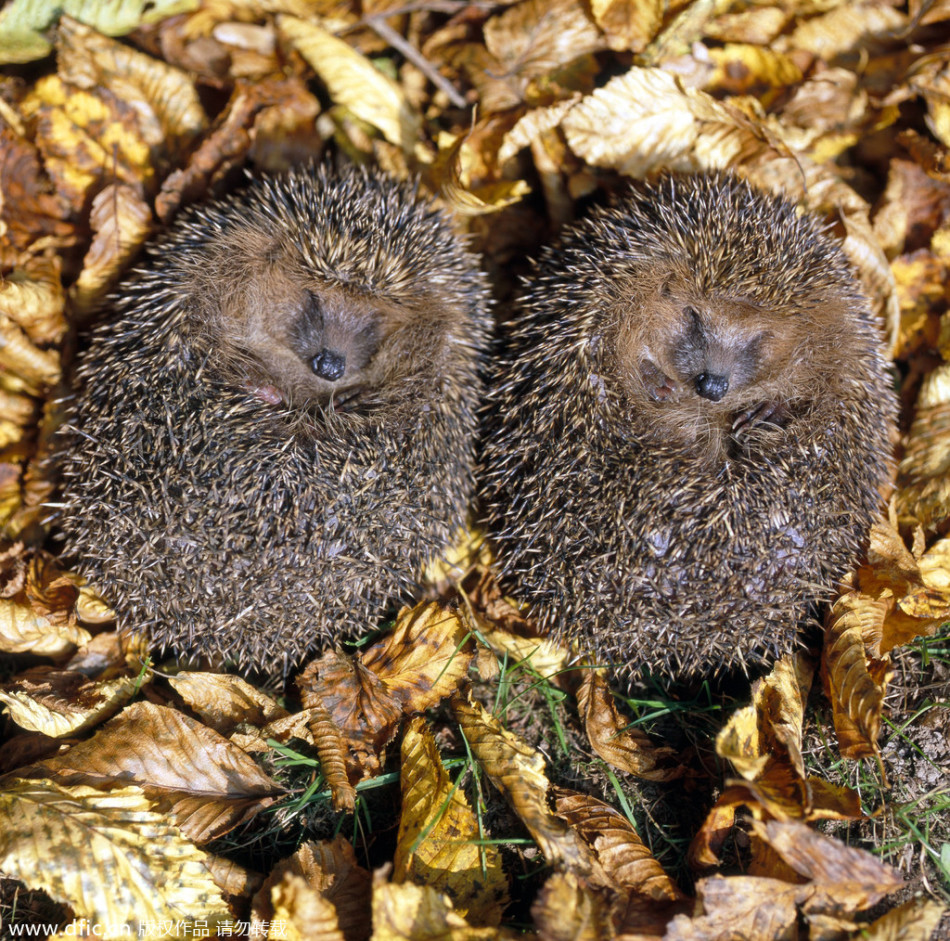 动物犯困睡觉萌照:炎热夏天倒头就睡_中搜论坛