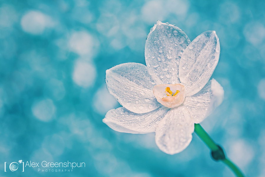 2012尤文图斯阵容