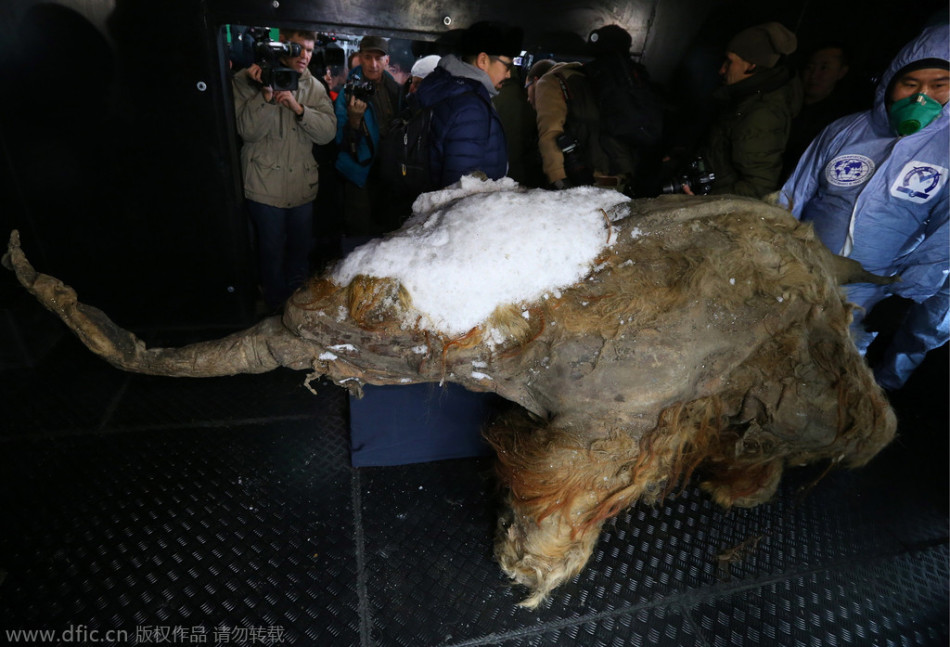 儒尼尼奥s任意球