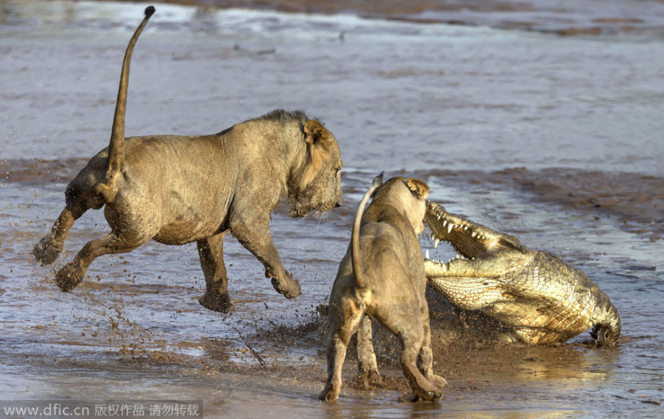 荷兰首发-乐鱼app(leyu)官方网站-乐鱼官网