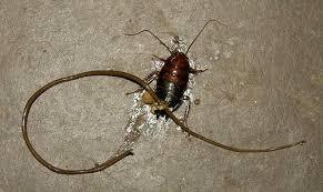 如何让自己不怕虫子 453_63608_412926.jpg