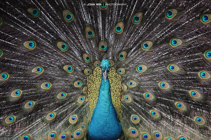 就这么简单 奇妙运用对称打造视觉大片 - 科技