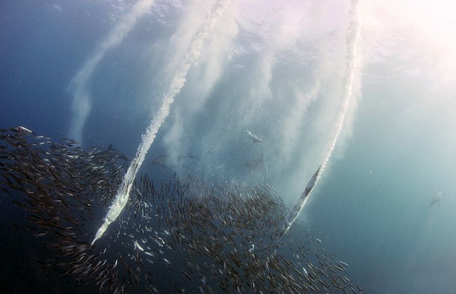 海洋猎食者大快朵颐享沙丁鱼盛宴 - 科技前沿 - 紫呜网 - www.ziwuwu.com