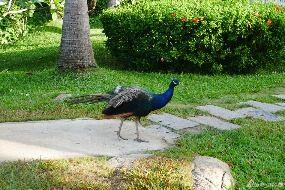 支持4K视频 松下G7无反相机体验 - 科技前沿 -