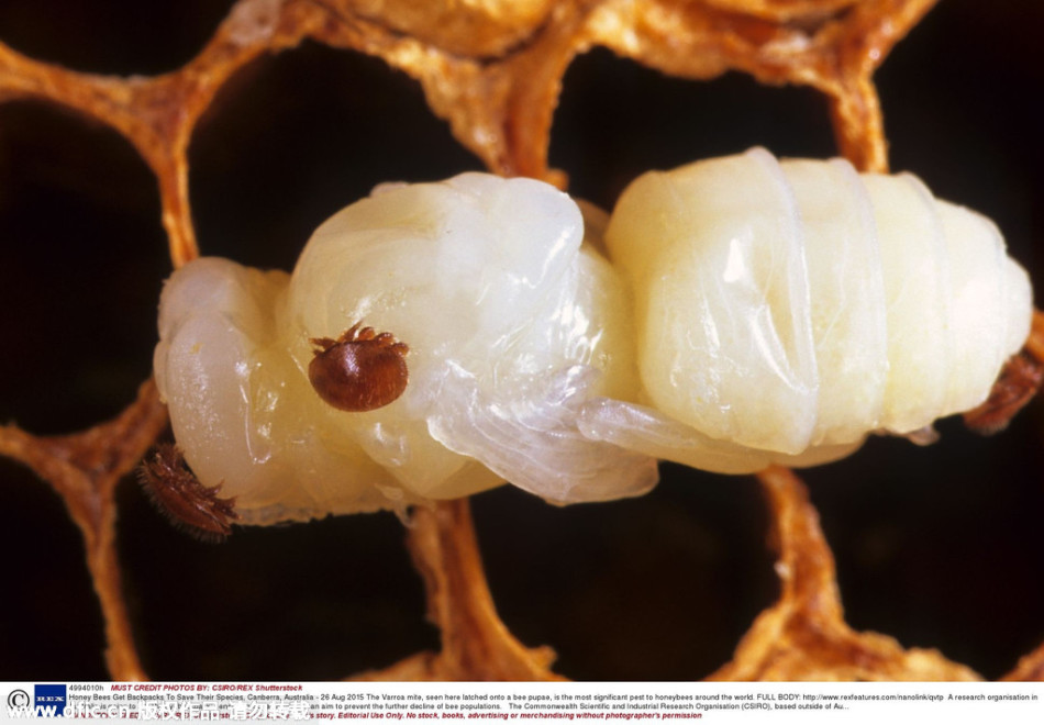 打印_蜜蜂体验Inter芯片可穿戴设备:解决种群危