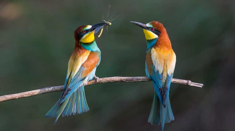 高水准摄影 赏析ZSL动物摄影大赛获奖作品 - 科技前沿 - 紫呜网 - www.ziwuwu.com