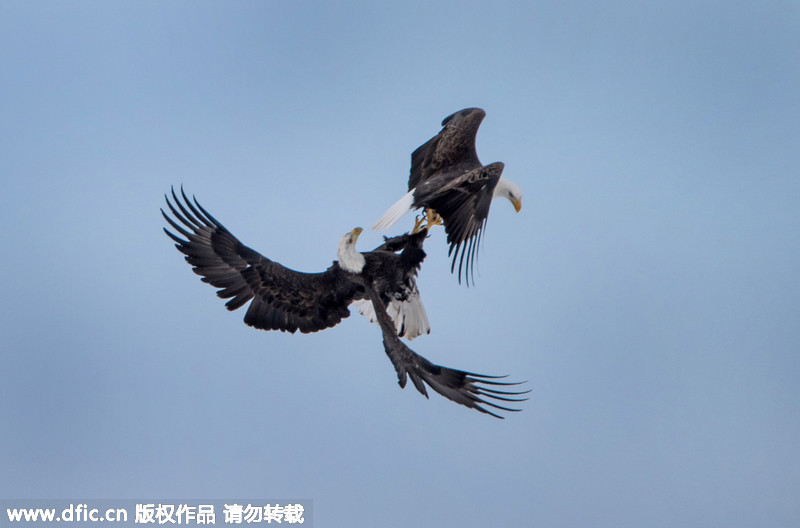 鹿鹿鹰鹰玩命猜成语是什么成语_鹰(2)