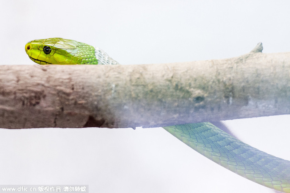 蛇是怎么蜕皮的全过程 453_74737_149300.jpg