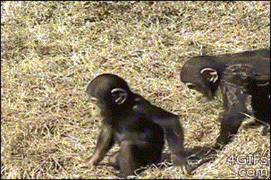 每日有趣GIF图：调皮猩猩“推”同伴入水_高清图集_新浪网