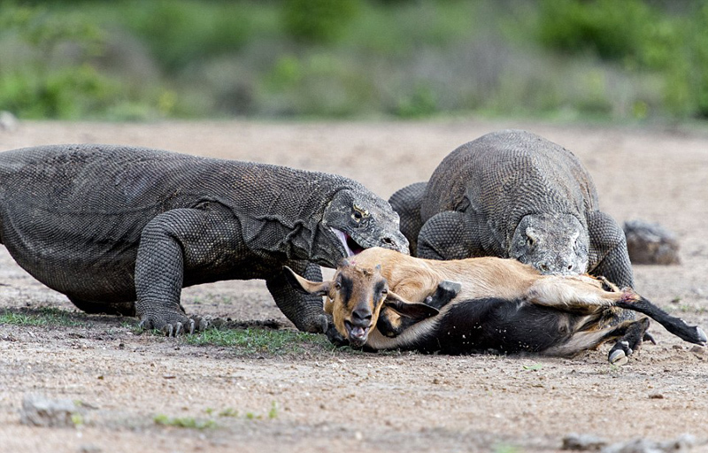 科莫多巨蜥折纸图片展示