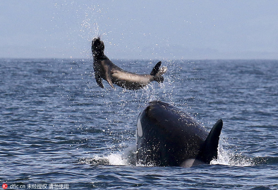 美国鲸鱼猎杀海豹：玩弄猎物抛向空中_高清图集_新浪网