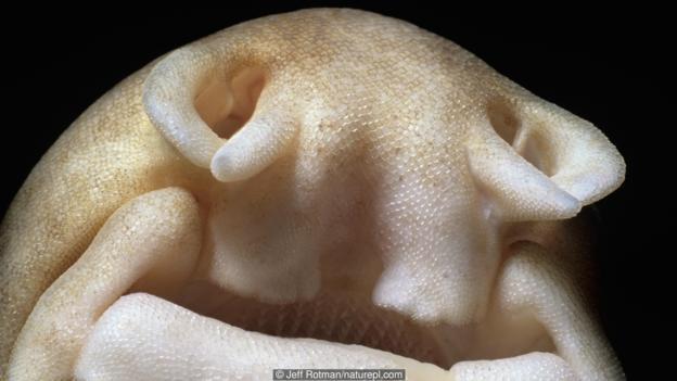 疯狂猜图鲨鱼嘴_疯狂猜图一个鲨鱼嘴3个字电影电视答案(3)