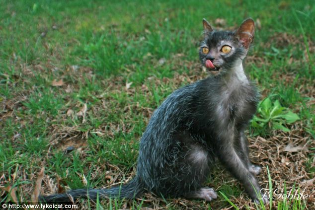 南非发现纯自然基因突变狼人猫：全球仅35只(图)