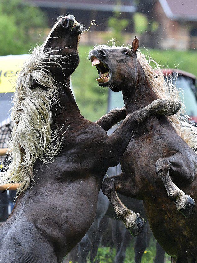 王者之战！奥地利种马踢腿攻击确立等级地位(图)