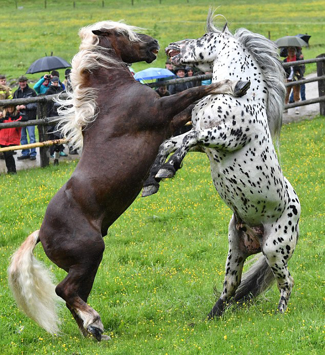 王者之战！奥地利种马踢腿攻击确立等级地位(图)