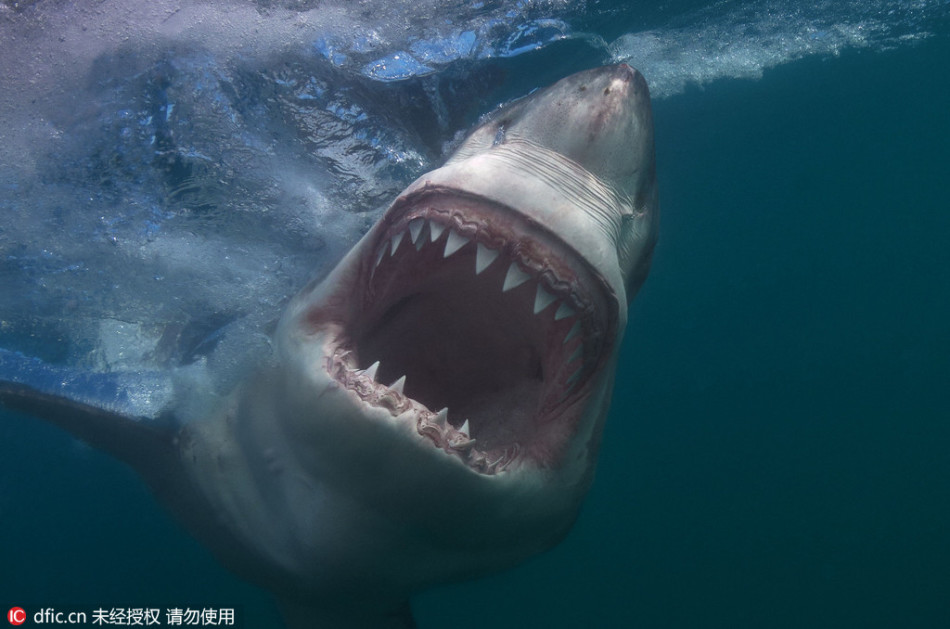 南非有多少人口_非洲有多少人口 南非有多少人口 未来怎么变(2)