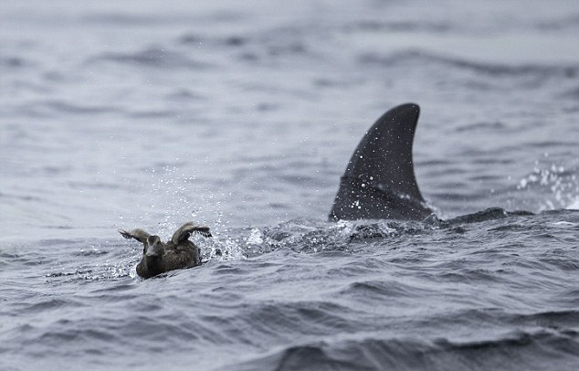 杀手出没!英海岸鲸鱼捕食鸭群场面危险 - 科技