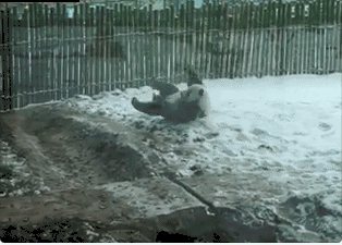 大熊猫初次见到大雪:满地打滚 激动成狗