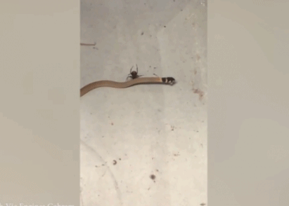 毒蛇遭红背蜘蛛捕食