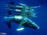 水下好奇的幼鲸