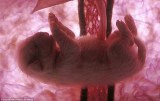 四维成像展示子宫内动物胎儿照片