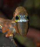 澳大利亚罕见毛毛虫脸部似骷髅