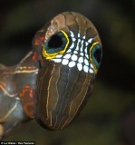 澳大利亚罕见毛毛虫脸部似骷髅