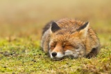 Ļ