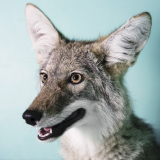 探访野生动物护理中心：人与动物寻找信任